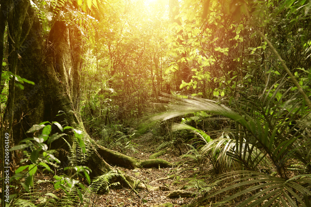 Fototapeta premium Światło lasu