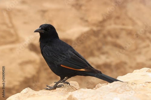 Tristram's starling in Masada, Israel © Yitzchok