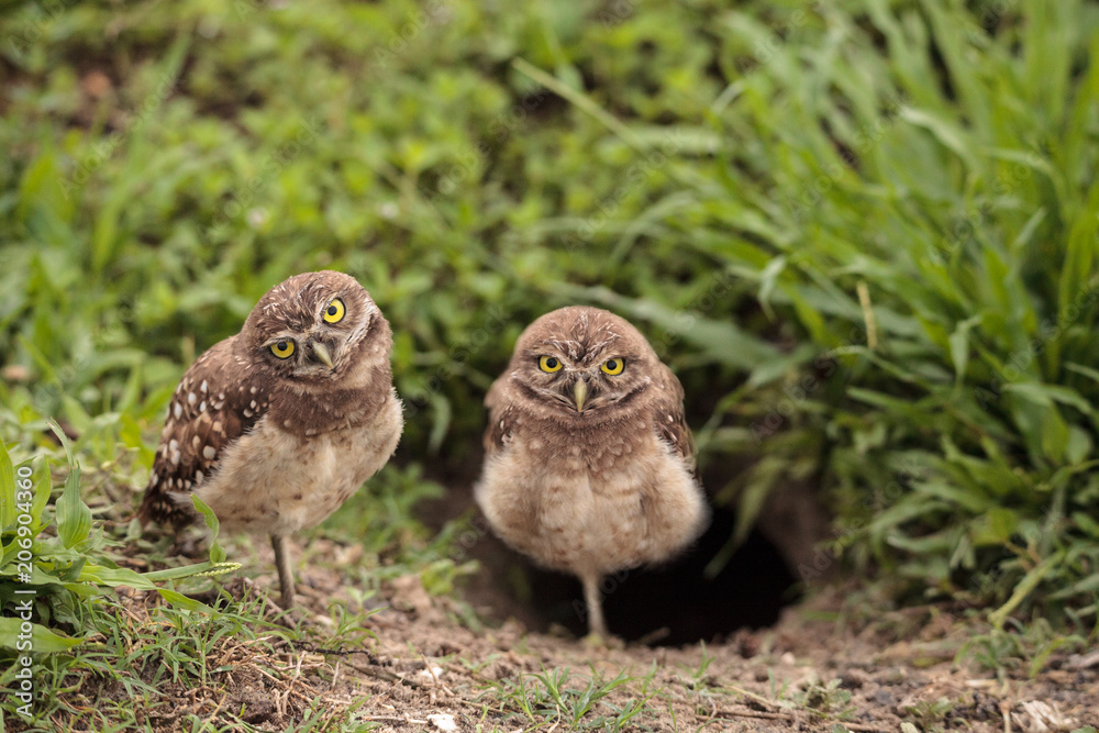 Naklejka premium Family with Baby Burrowing owls Athene cunicularia perched outside a burrow