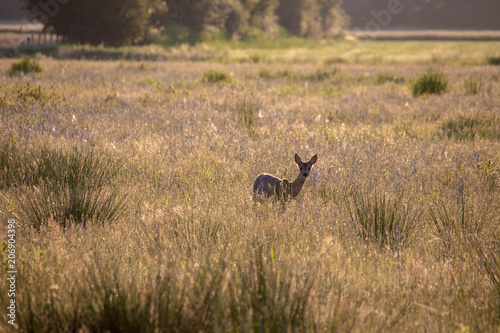 Deer wild in the crop © Klaus Schulz