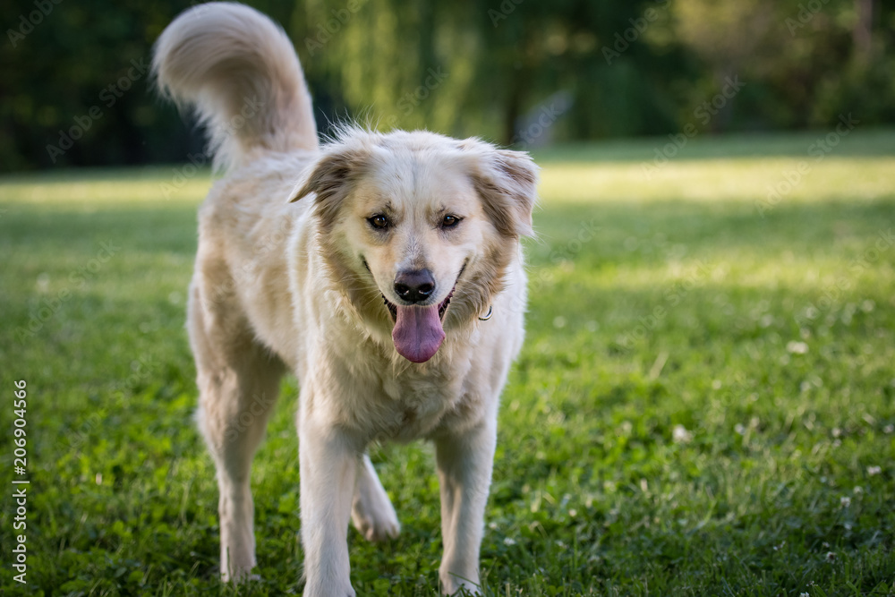 Golden Retriever mix in the grass on a summer day Golden Retriever mix in the grass on a summer day