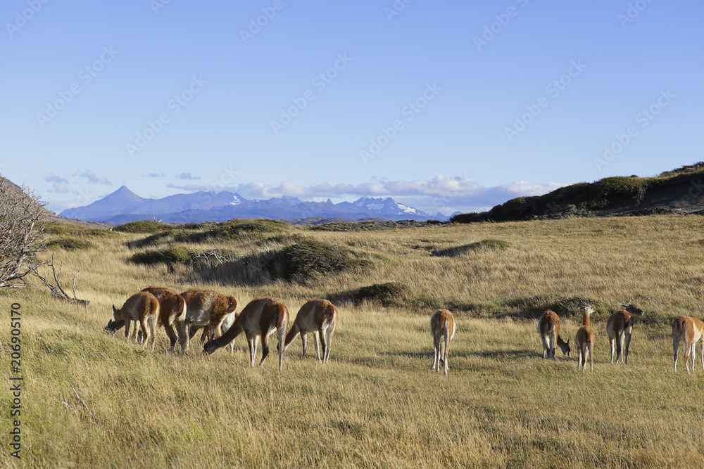 Flock of lama on meadow in Torres del Paine, Chile Patagonia