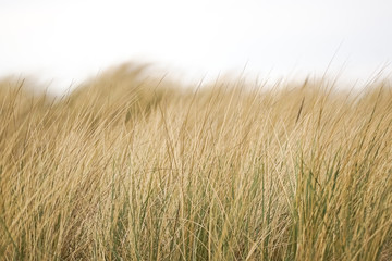 Keuken achterwand Duingras Helmgras in de duinen  © Darius Murawski