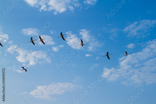 Birds flying on abstract blue sky in the morning