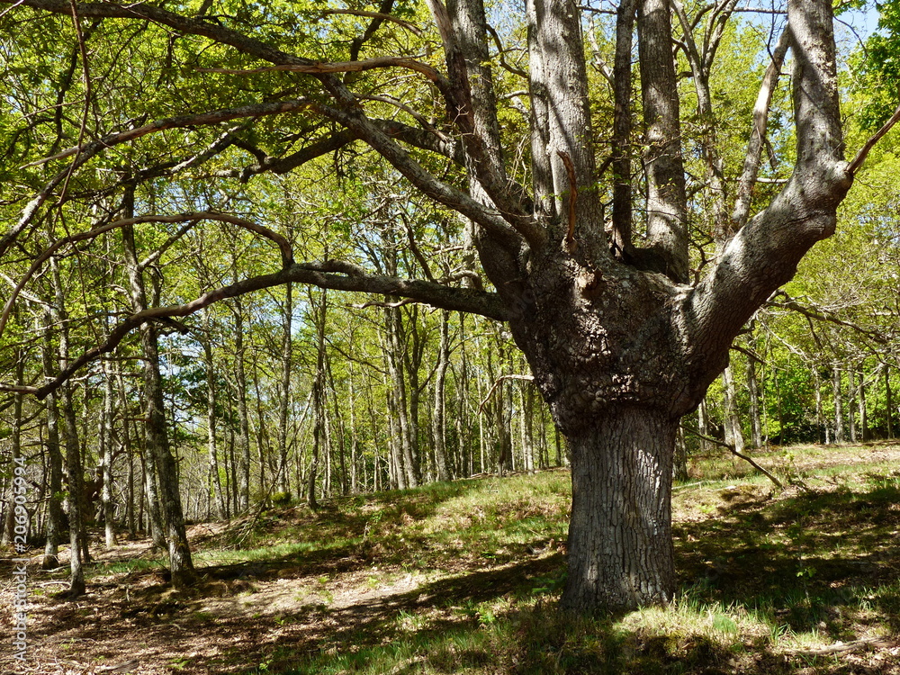 BOSQUE EUROPEO