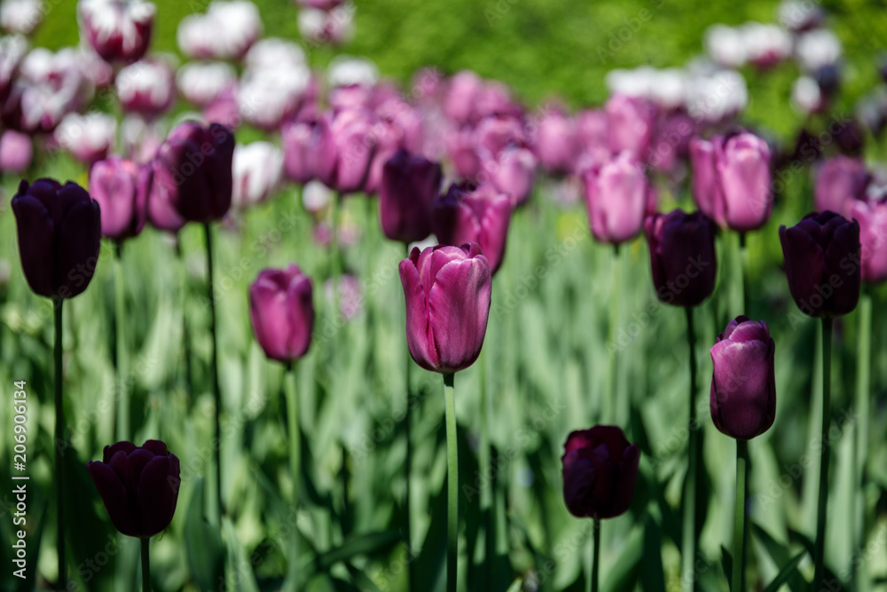 Obraz premium set of multicolored tulips