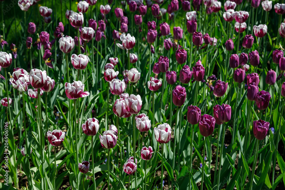 Fototapeta premium set of multicolored tulips