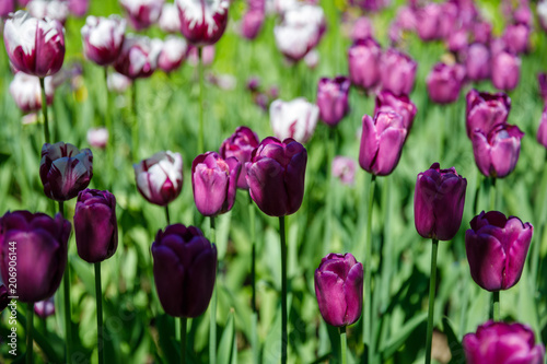set of multicolored tulips