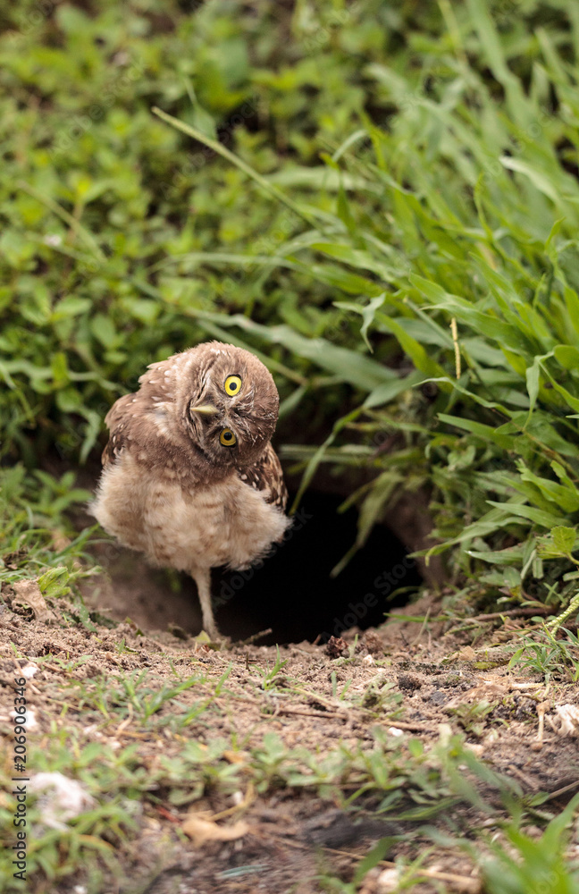 Fototapeta premium Funny Burrowing owl Athene cunicularia tilts its head outside its burrow