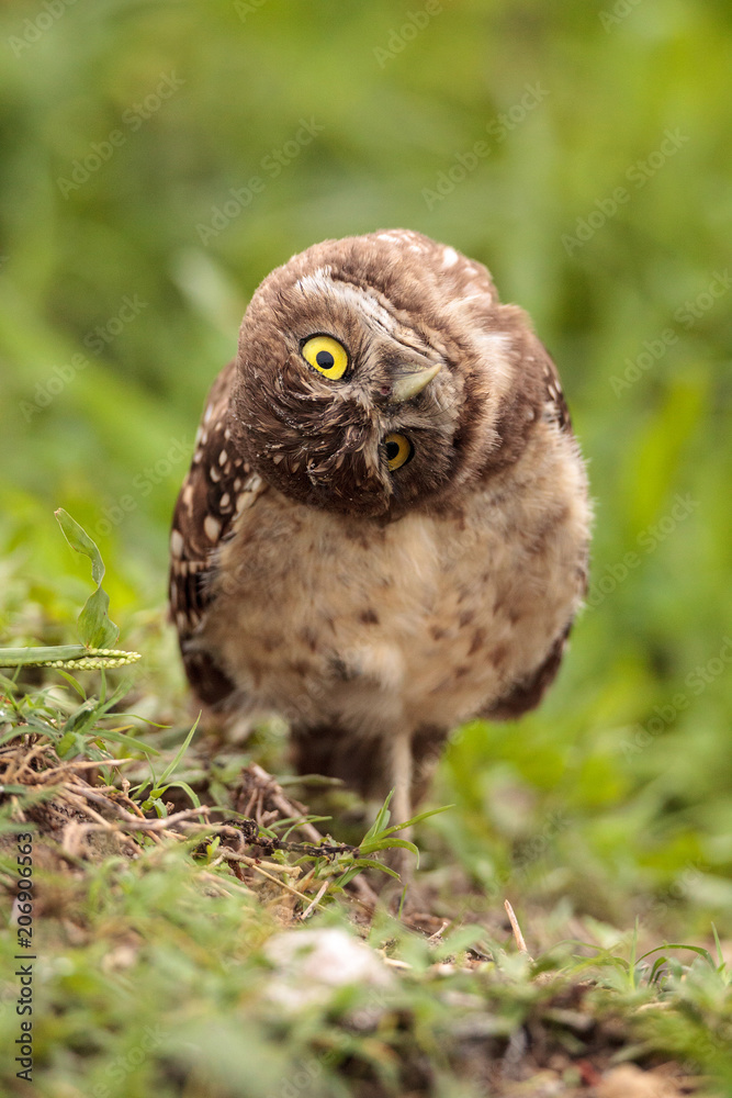 Obraz premium Funny Burrowing owl Athene cunicularia tilts its head outside its burrow