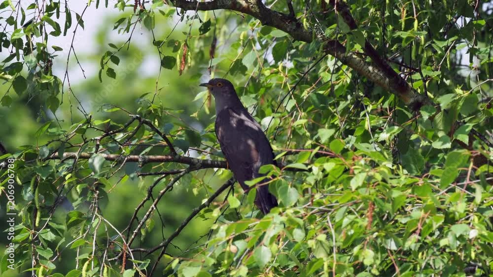 Cuckoo ( Cuculus canorus ) sitting on a tree branch Cuckoo ( Cuculus canorus ) sitting on a tree branch
