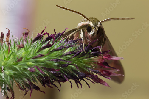 Beautiful brown-red owlet Moth in big Detail