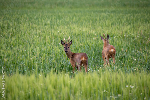 Deer wild in the crop