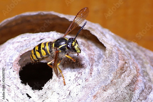 Saxon long-headed wasp starts from the entry hole of its nest
