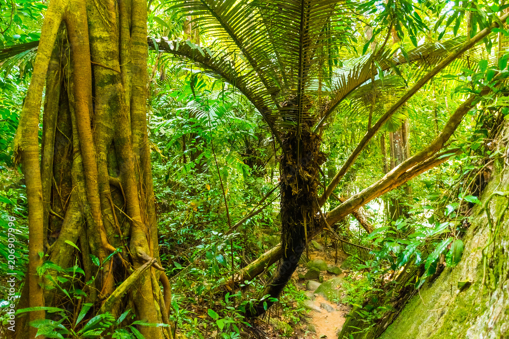 Obraz premium Thailand rainforest with very big trees in the Koh Samui Island