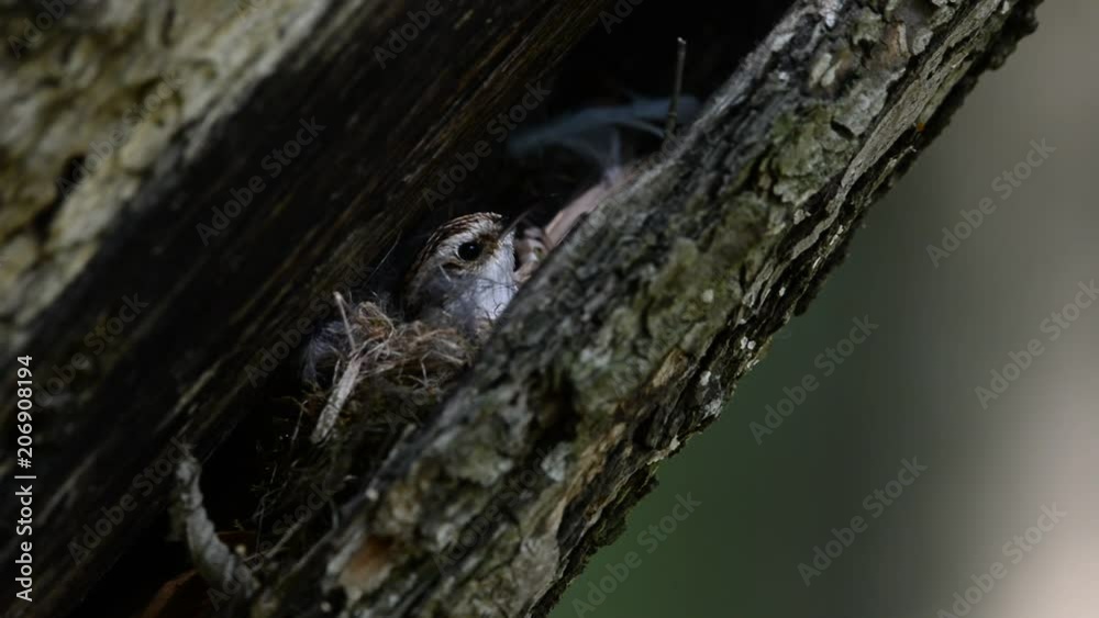 Eurasian treecreeper (Certhia familiaris) nest Eurasian treecreeper (Certhia familiaris) nest