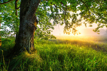 Green oak tree in the morning. Amazing summer landscape.