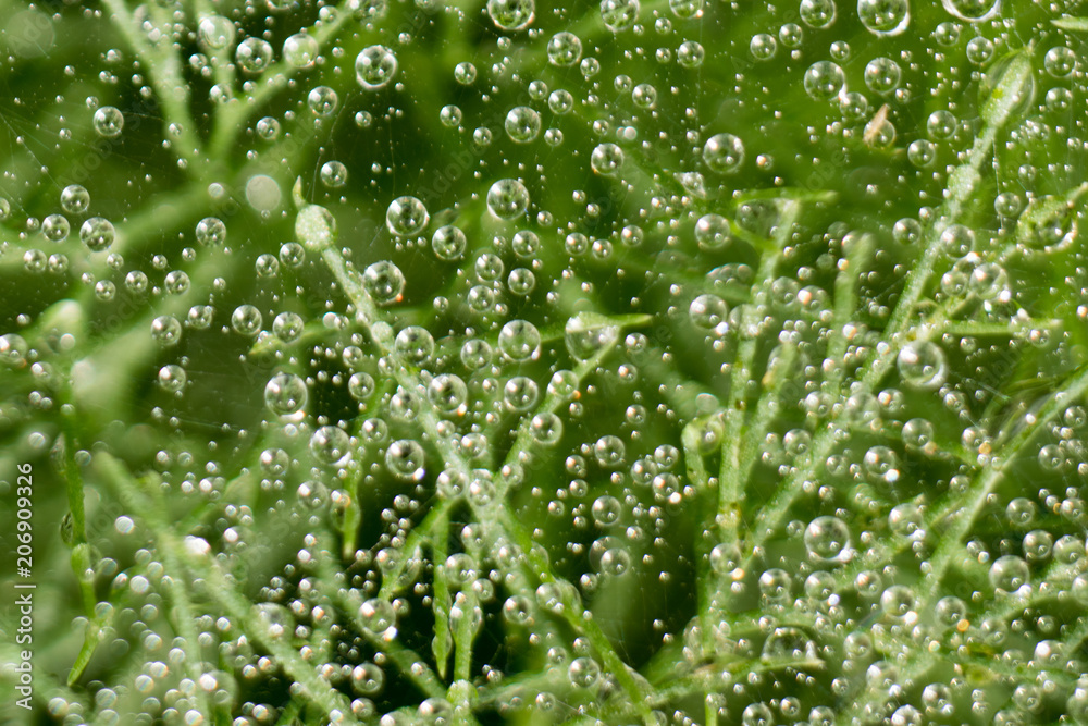 Large and small drops of water on cobweb hanging on daisy bush. Drops of dew glistened in sun. Bright colorful dreamy artistic image with space for copy. Selective focus, lens tilt shift