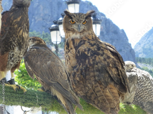 Buho en Grazalema, pueblo con encanto de Cadiz en Andalucia (España)