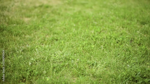 Wallpaper Mural Slow motion shot of bare feet of little girls walking, jumping and running on green grass. Happy children playing outdoors in spring or summer park. Fun at field.  Torontodigital.ca