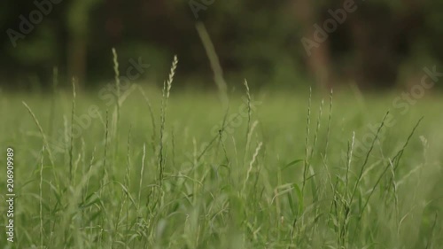 Tall grass field