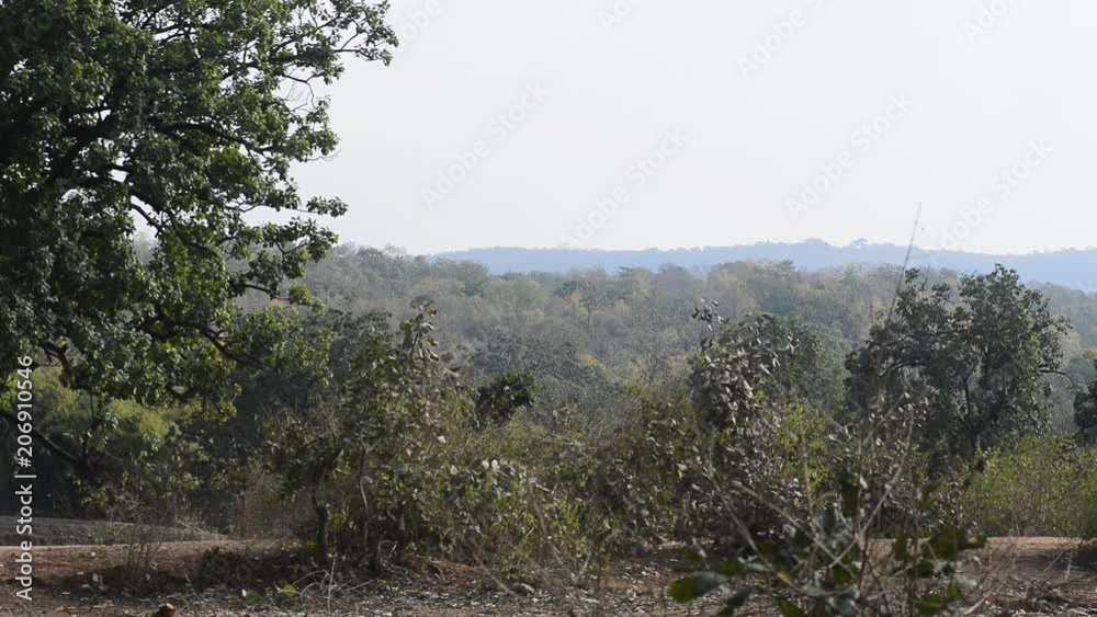 forest landscape in national park in india forest landscape in national park in india
