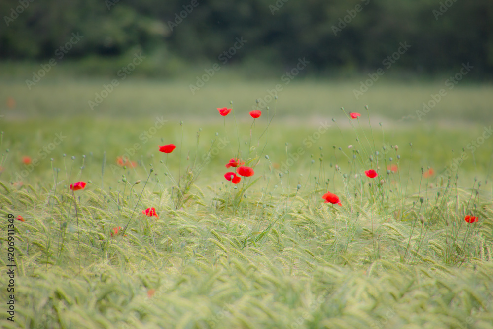 Fototapeta premium Wheat field with red poppies