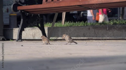 Sparrow eating near the bench in the city photo