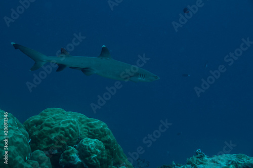 Tubarão © Roberto Palmer