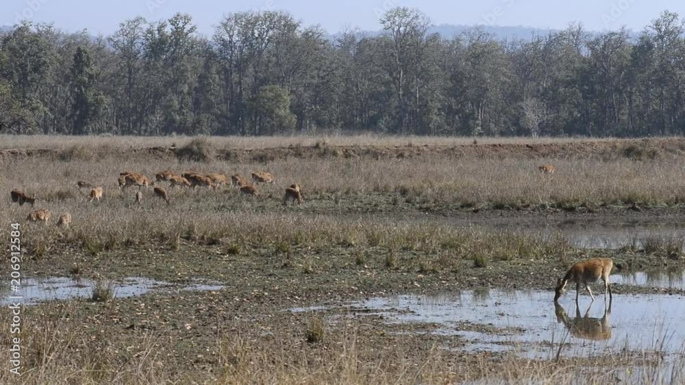 Spotted deer (Axis axis) National Park, India Spotted deer (Axis axis) National Park, India