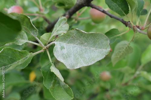 Fotografia Mączniak jabłoni na odmianie Topaz  wiosną, powdery mildew on apple