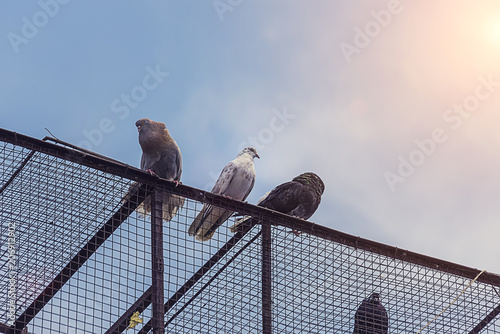 pigeons sit on the cell photo