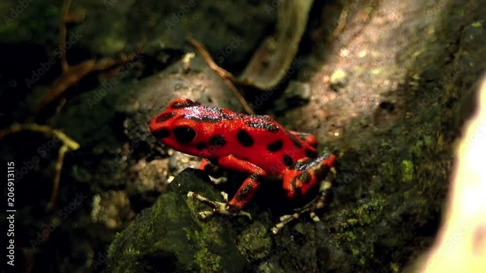 Strawberry poison red dart frog in the Caribbean forest.  These amphibians are known as dart frogs because indigenous people use the frog’s poison for blow darts and arrow poison. All wild dart frogs 