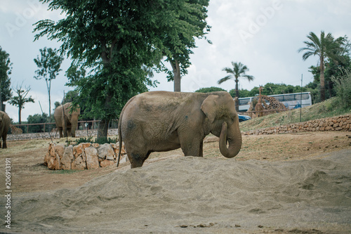 Elephant in Safari zoo Fasano apulia Italy photo