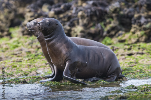 Sea Lion pup , Patagonia Argentina