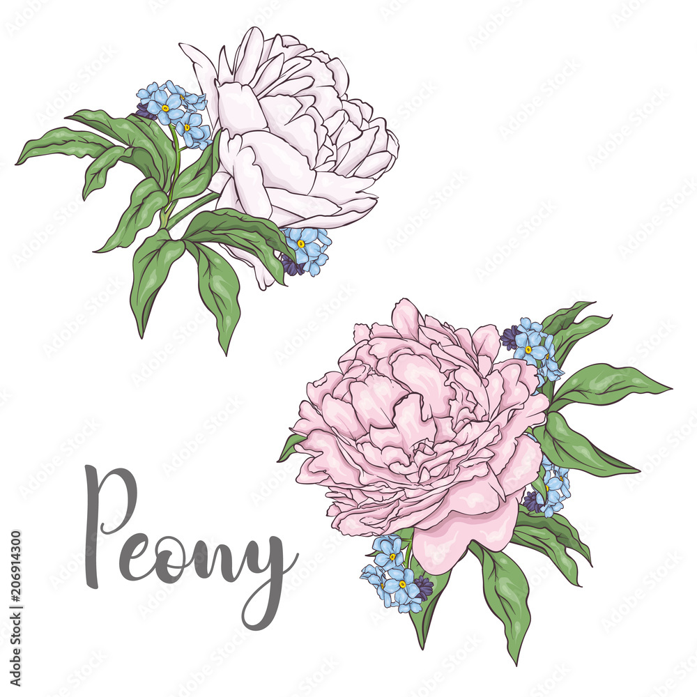 Peonies with leaves and forget-me-nots isolated on white background. Gentle flowers. Garden, spring and summer. Vector illustration.
Peonies with leaves and forget-me-nots isolated on white background. Gentle flowers. Garden, spring and summer. Vector illustration.