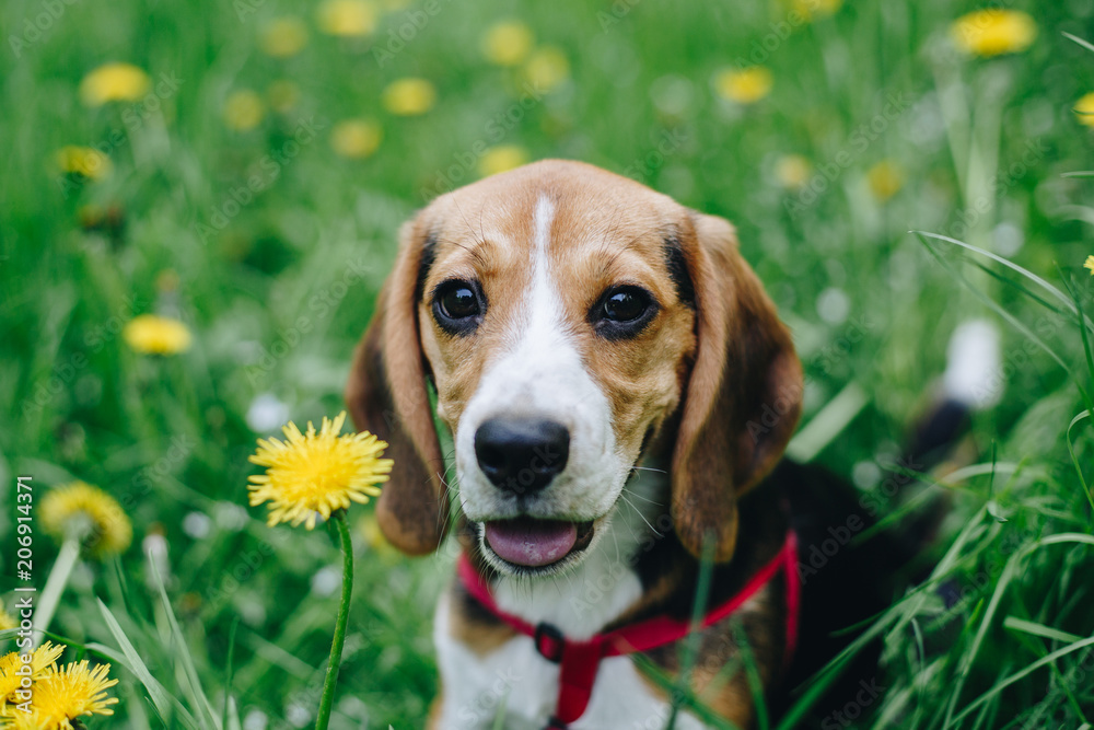 Close up portrait of cute little beagle puppy in the green grass in the park. Yellow dandelions. Outdoor