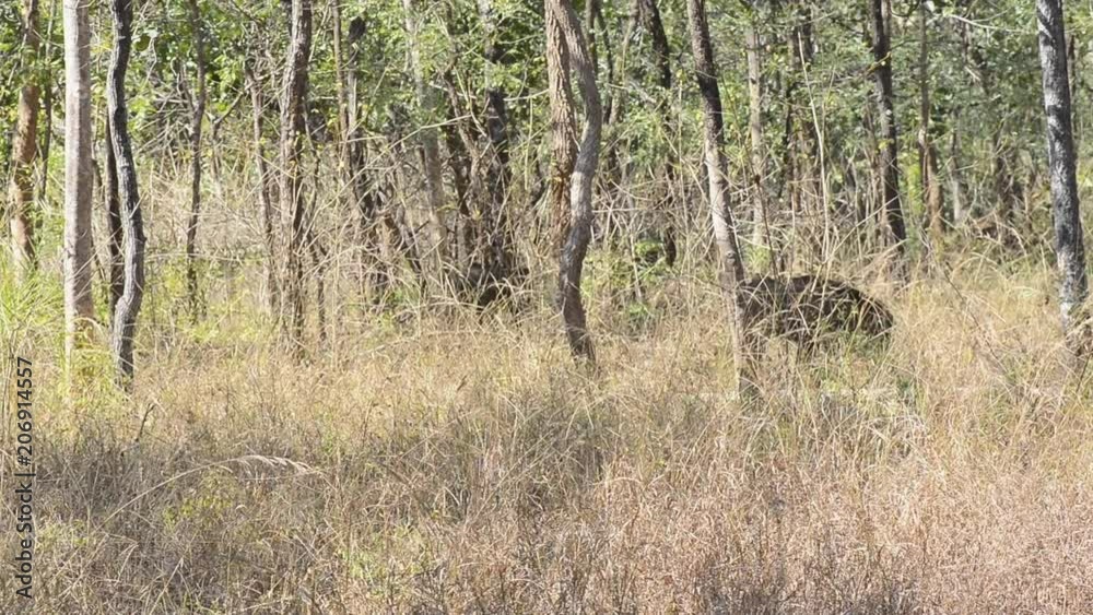 Indian Boar in the Forest in National Park in India Indian Boar in the Forest in National Park in India