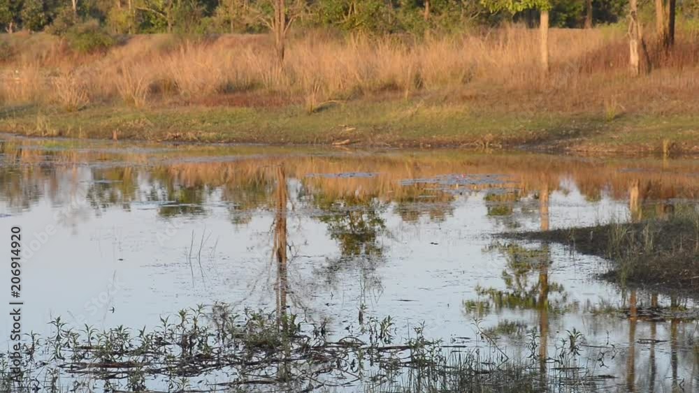 forest landscape with lake in national park in India forest landscape with lake in national park in India