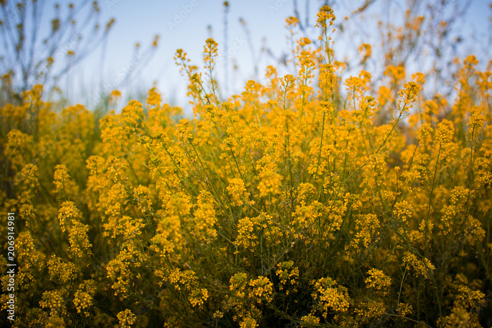 Fondo de flores amarillas de colza y cielo