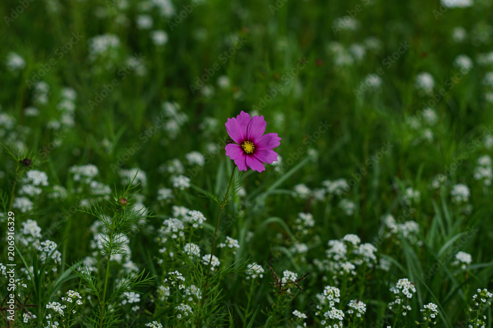 Obraz premium Wildflowers in Eastern North Carolina