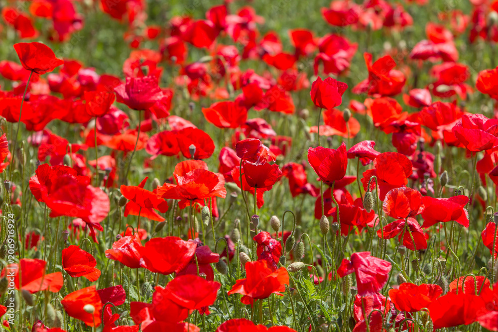 Poppy field in spring