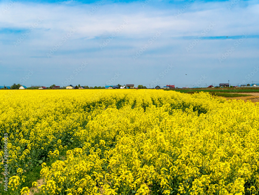 Obraz premium 北海道の風景