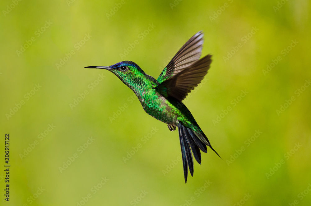 Fototapeta premium Hummingbird fling. Violet-capped Woodnymph. Wildlife scene from nature. Birdwatching in Brazil.