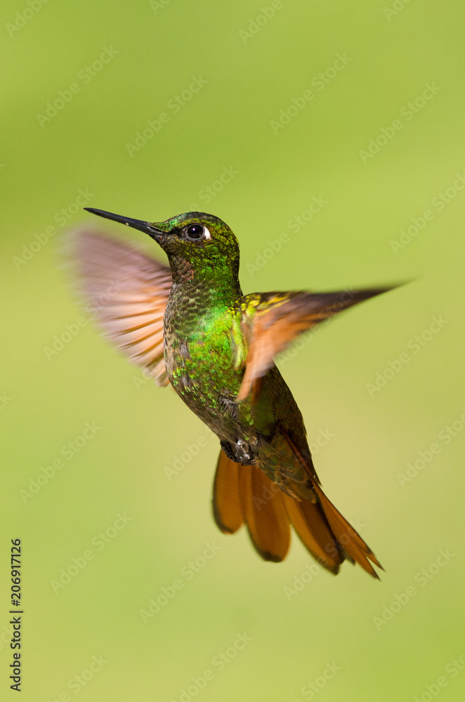 Fototapeta premium Hummingbird fling. Brazilian Ruby. Wildlife scene from nature. Birdwatching in Brazil.