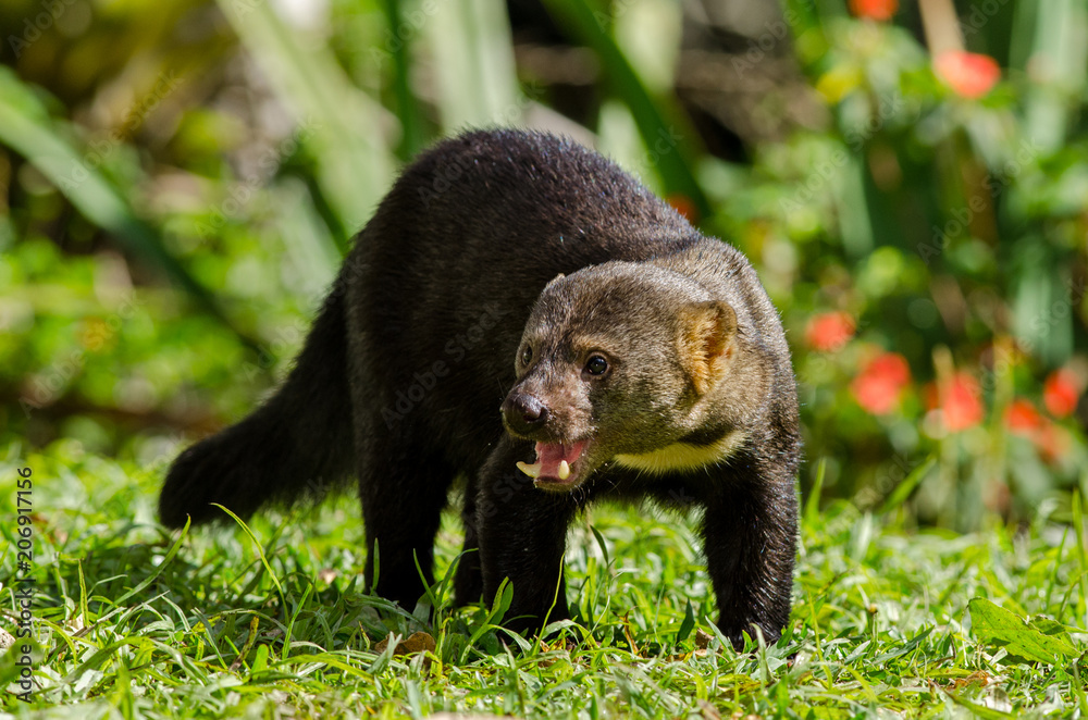 Tayra in Brazil. Eira barbara. Wildlife scene from nature in Brazil. Tayra in Brazil. Eira barbara. Wildlife scene from nature in Brazil.
