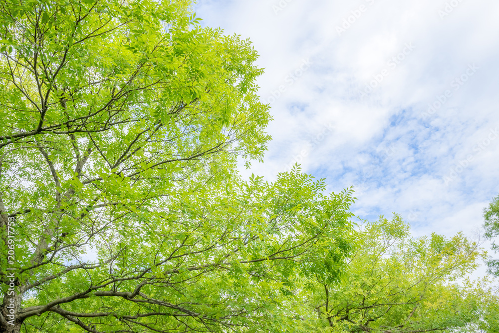 新緑の木と空と雲 Stock 写真 | Adobe Stock