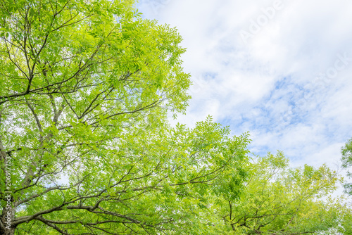 新緑の木と空と雲 © blew_f