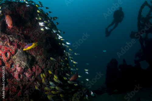 Mergulhador em Naufrágio © Roberto Palmer