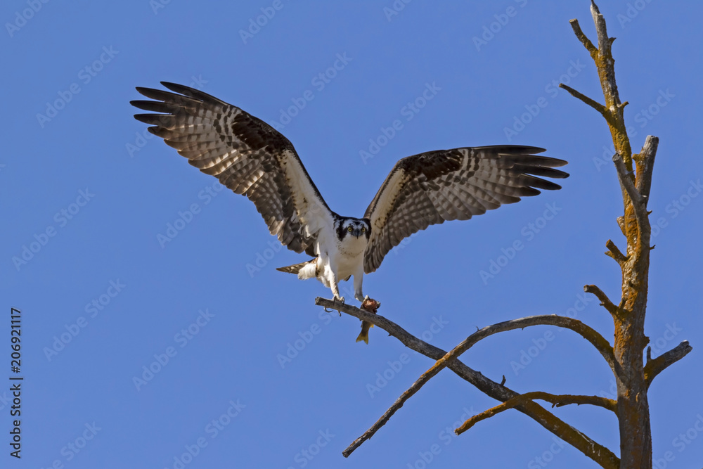 Obraz premium Osprey landing at tree limb perch